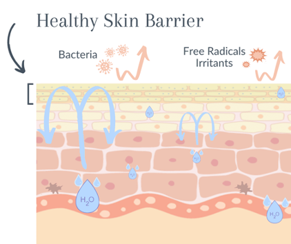 How Important is the Skin Barrier?